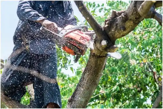 tree services Prairie City